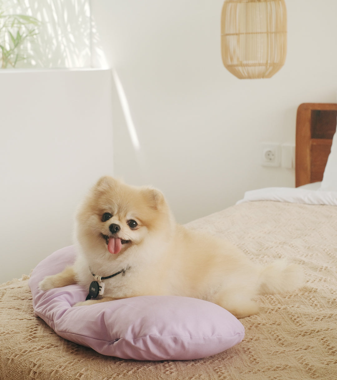 Jelly Bean (Yellow) Pet Bed