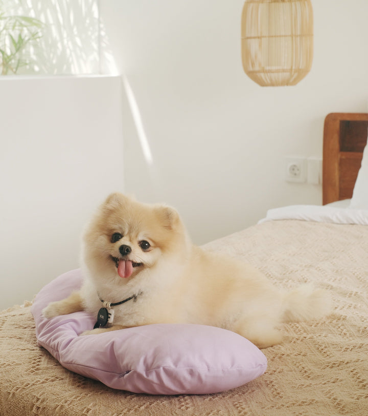 Jelly Bean (Pink) Pet Bed