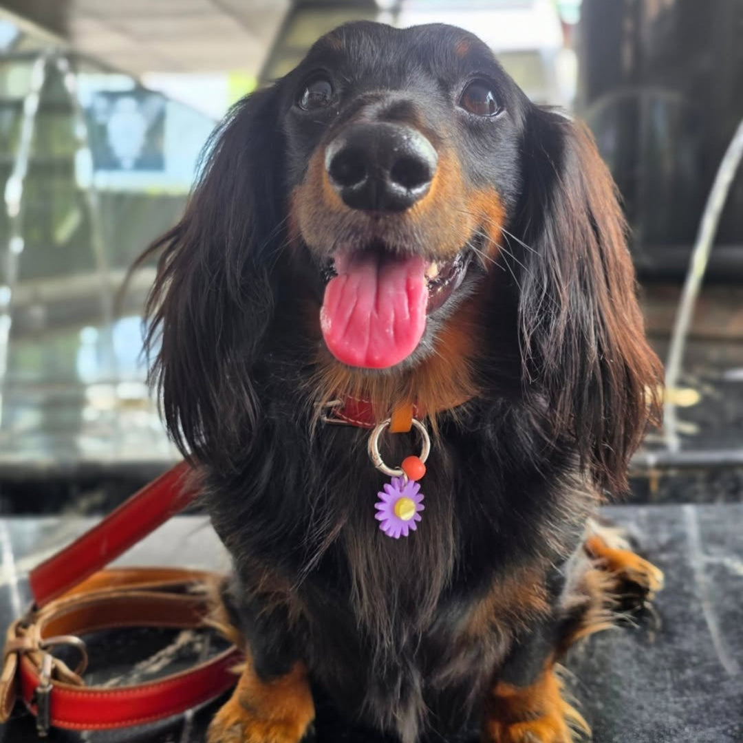 Aster Charm (September Birthflower)