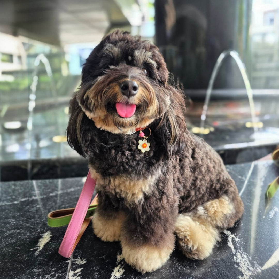 Daffodil Charm (March Birthflower)