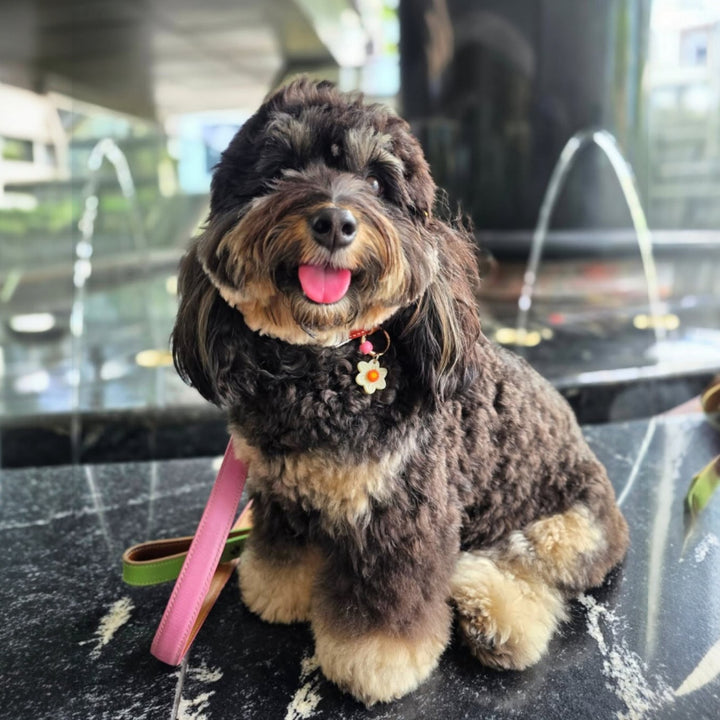 Daffodil Charm (March Birthflower)