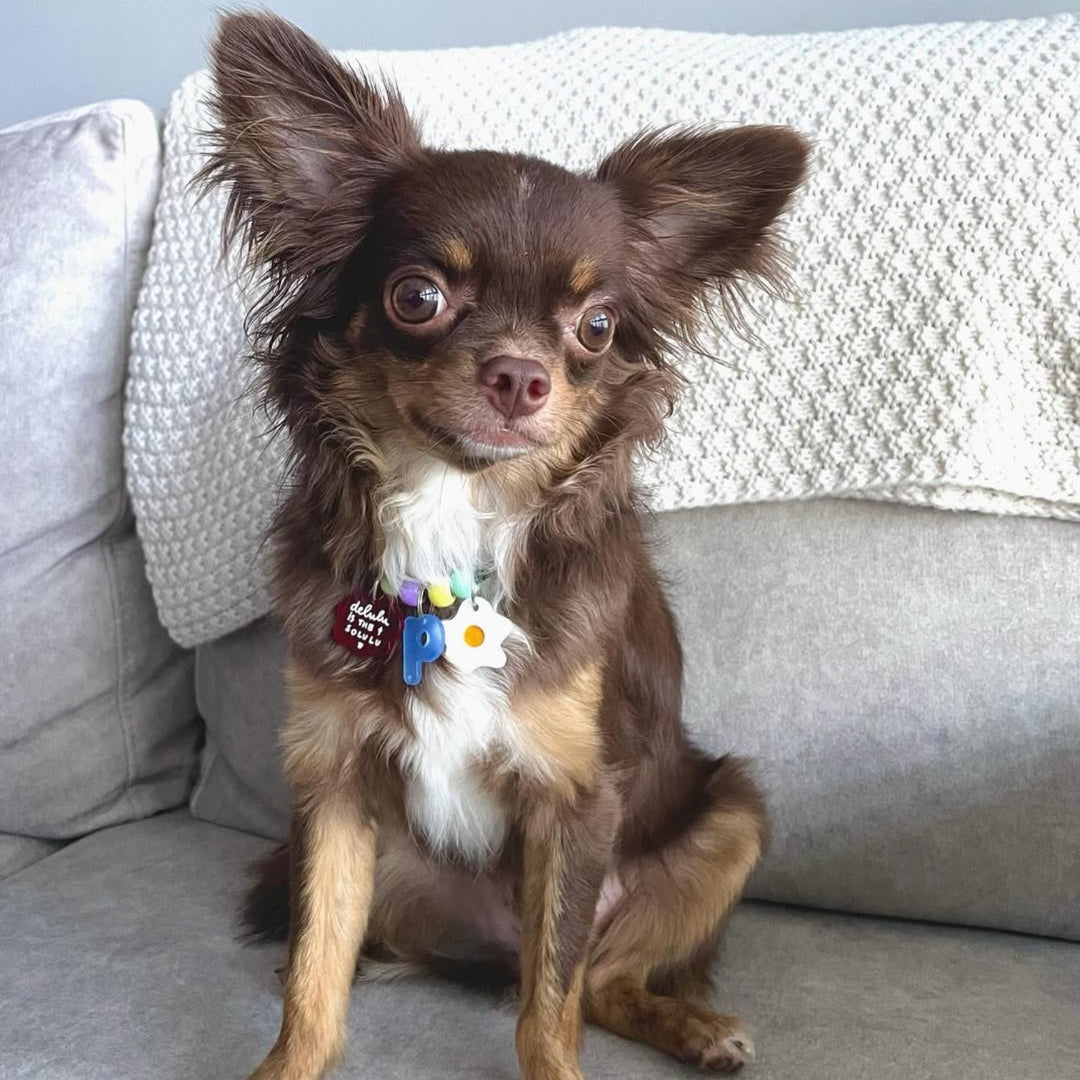 Delulu is the Solulu Charm