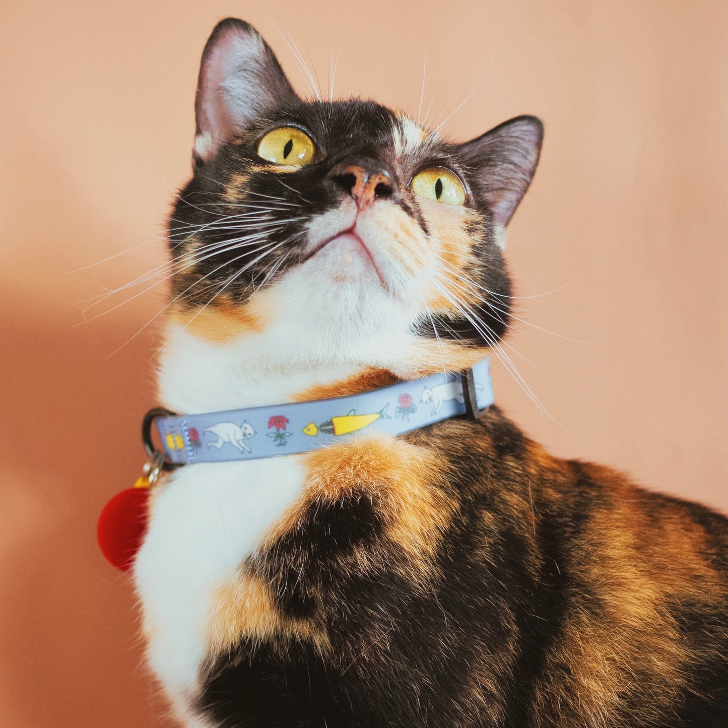 THE RITUAL | Cat collar with personalised tag (with name) | Waterproof and adjustable