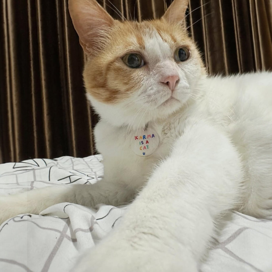 Karma is a Cat Charm