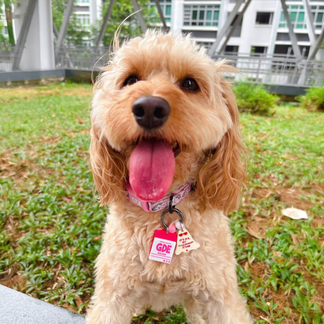 First Class Pet Customised Tag