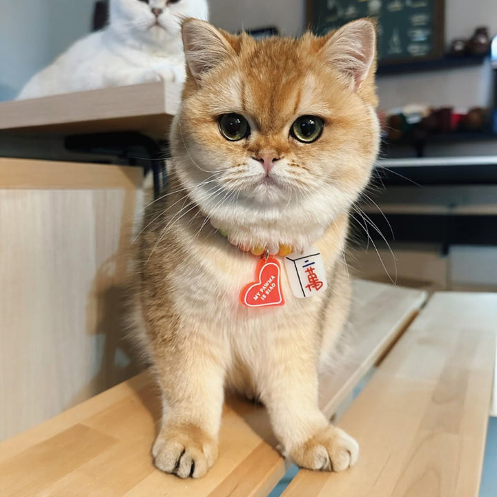 My Pawma is Siao Charm