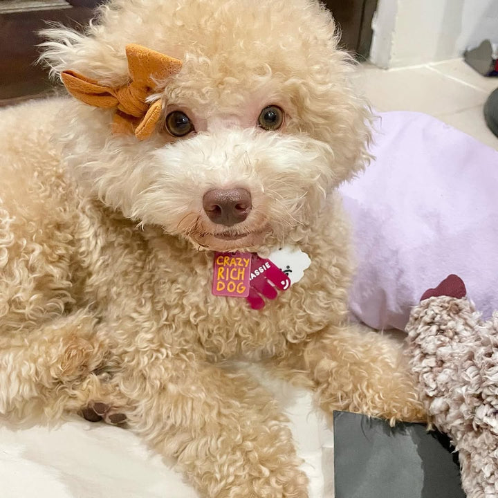 Crazy Rich Dog Charm