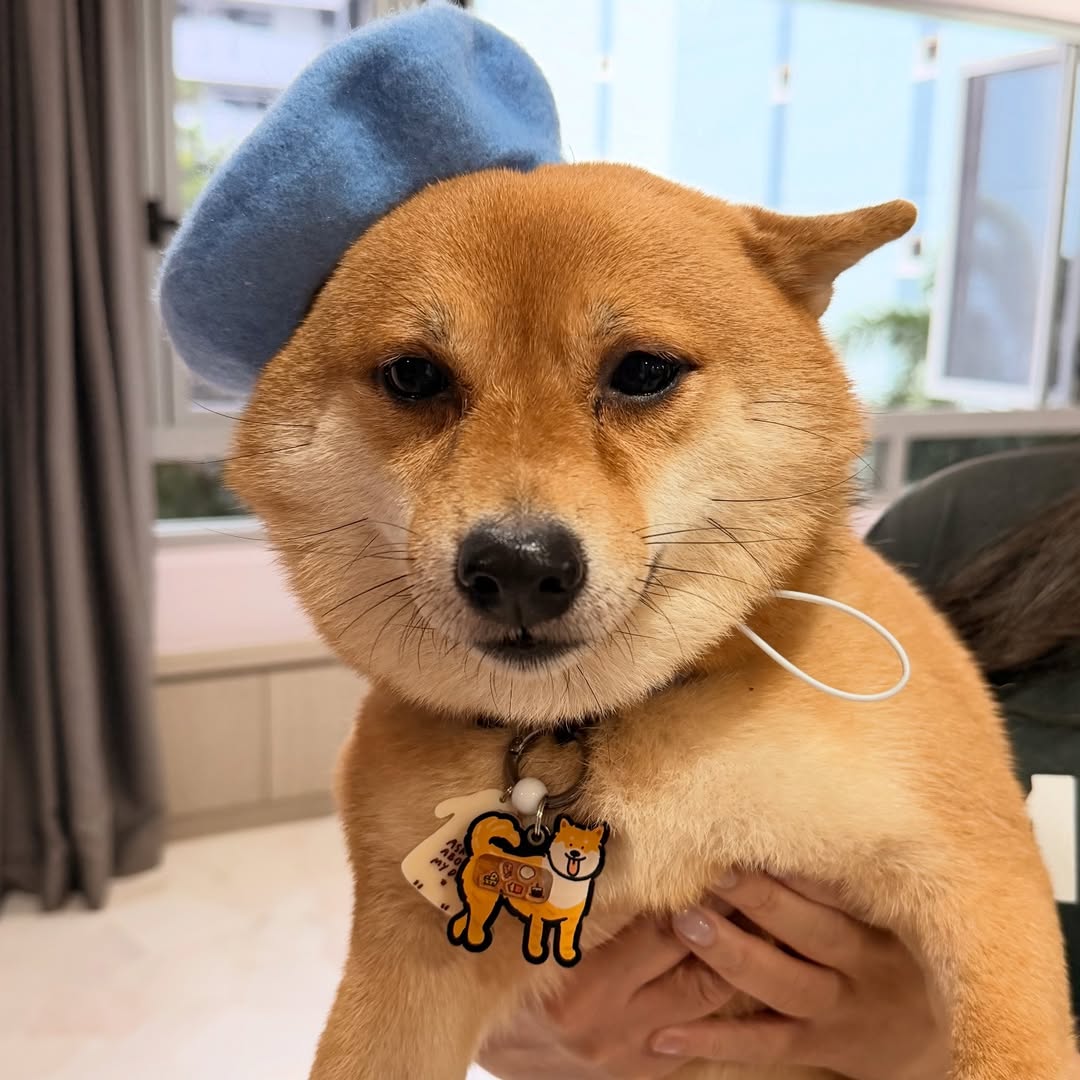 Shiba Inu Shaker Charm