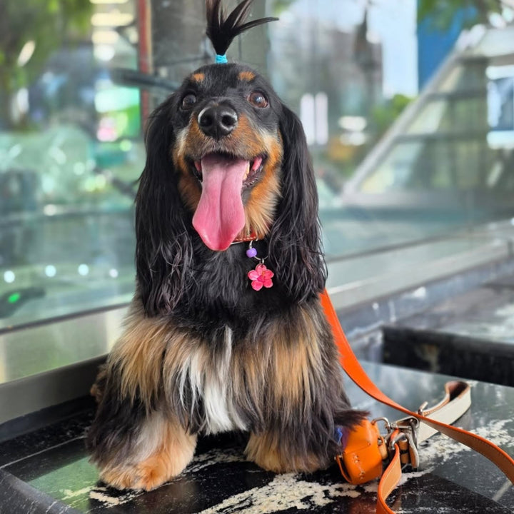 Hibiscus Charm (August Birthflower)