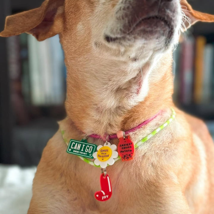 Smol and Sensitive Charm