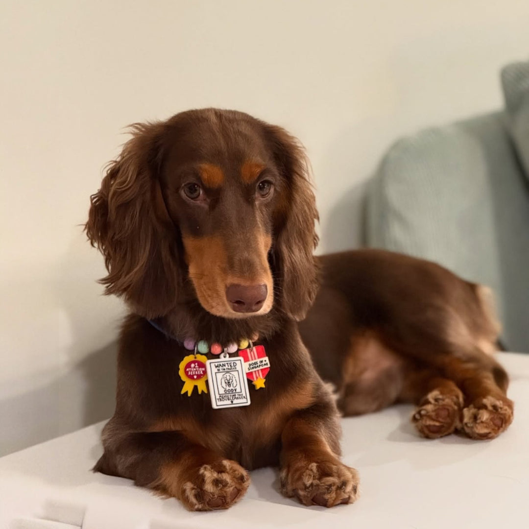 #1 Attention Seeker Charm