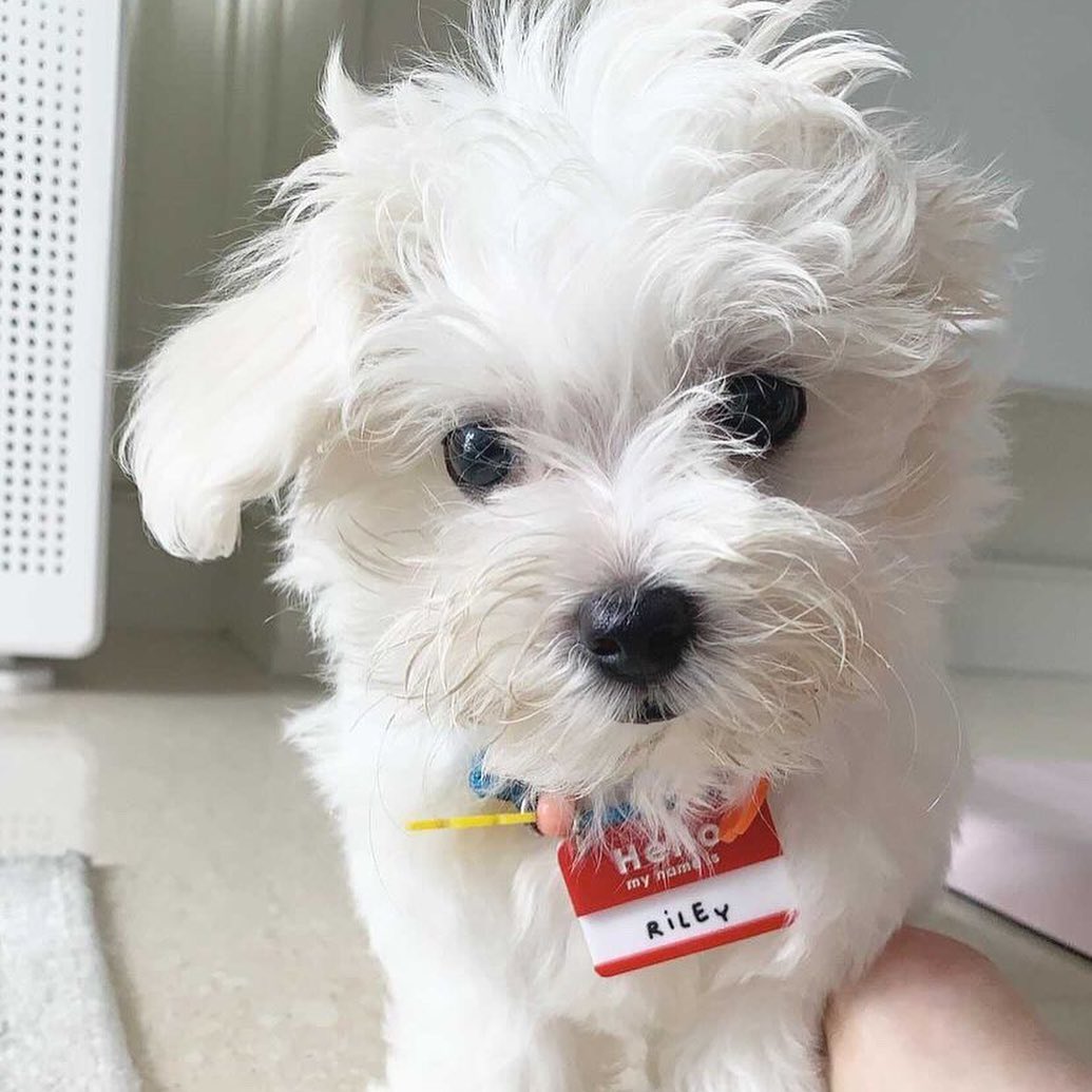 Hello My Name Is Customised Tag