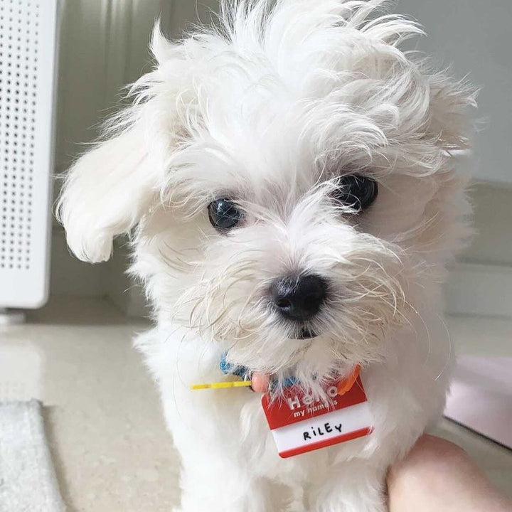 Hello My Name Is Customised Tag